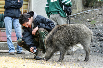 Young man photographing a tame boar - people luring a wild boar with corn grains to photograph it -...