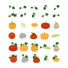 Gourd, pumpkin, squash hand drawn cartoon illustration. Autumn harvest. Decorative vegetables for halloween and thanksgiving holiday. Isolated vector elements.