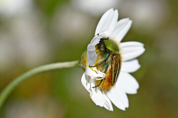 bumble bee scarab beetle // Käfer (Eulasia pareyssei) - Evros Delta, Greece