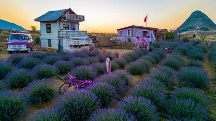 Harvesting Serenity: Reaping the Benefits of Lavender's Essence © emerald_media