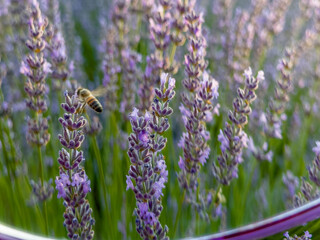 honey bee pollination of lavender flowers © emerald_media