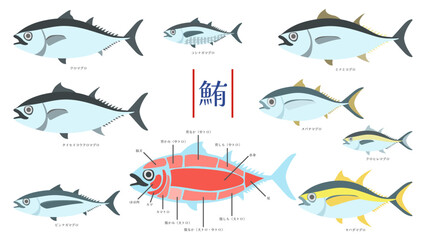 マグロとマグロ肉の部位別名称のイラストセット。フラットなベクターイラスト。
Illustration set of tuna and the names of different cuts of tuna meat. Flat designed vector illustration. - obrazy, fototapety, plakaty
