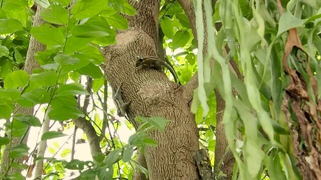 squirrel chasing each other having fun on the tree. northern palm squirrel, funambulus pennantii,  five-striped palm squirrel. close up.