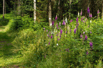 Fingerhut am Wanderweg 1