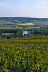 Fototapeta na wymiar Panoramic view on green premier cru champagne vineyards in village Cumieres near Epernay, Champange, France