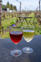 Tasting of white and rose wine on Dutch winery and vineyard in North Brabant, Netherlands, rows on growing grape plants