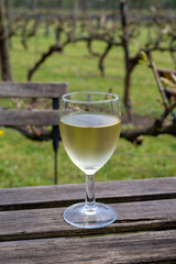 Tasting of white wine on Dutch winery and vineyard in North Brabant, Netherlands, rows on growing grape plants