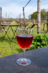Tasting of white and rose wine on Dutch winery and vineyard in North Brabant, Netherlands, rows on growing grape plants