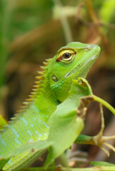Fototapeta premium The Lizard's Intrigue Scales of Enchantment: A captivating lizard mesmerizes with intricate patterns and a mysterious gaze, embodying the awe-inspiring beauty of the natural world.