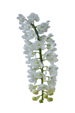 White orchid flower or aerides odoratum bloom is a wild of Thailand in the garden isolated on white background included clipping path.
