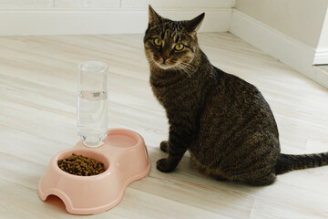 Cat sits near a bowl with dry food and water. Domestic cat food concept