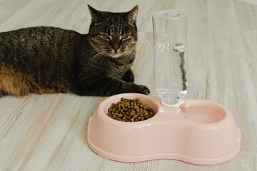Cat sits near a bowl with dry food and water. Domestic cat food concept