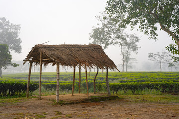 Fototapeta na wymiar Hut in the tea gardens of Mariani, Assam. 