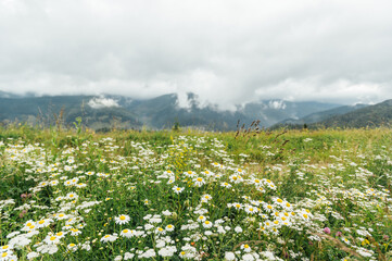 Beautiful view of the mountains with clouds. Grass and daisies grow on the field
