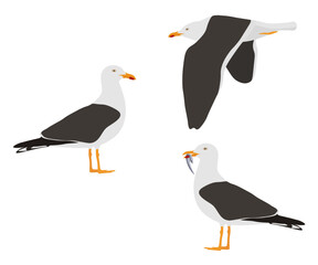 Set of lesser black-backed gull bird. Larus fuscus isolated on white background. Seabird is flying, standing and eating fish. Vector illustration.