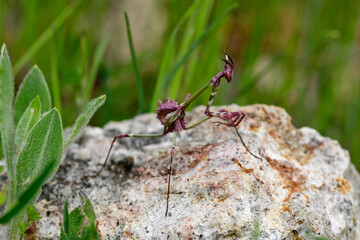 Conehead mantis // Haubenfangschrecke (Empusa fasciata) - Greece