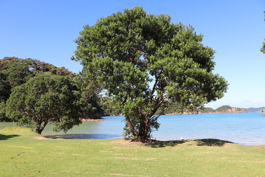 Tree on the beach, New Zealand
