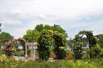 The rose garden in Konya Kültürpark. There are roses and other flowers in different colors in the garden.