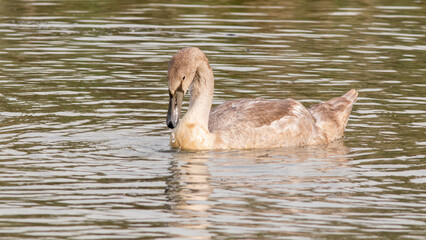 great crested grebe
