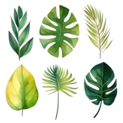 Papier Peint Lavable Monstera set of leaves watercolor