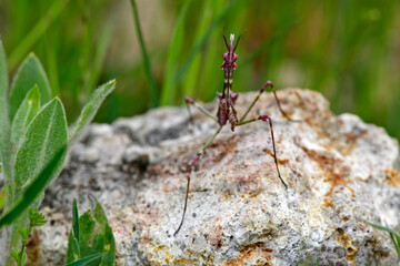 Conehead mantis // Haubenfangschrecke (Empusa fasciata) - Greece