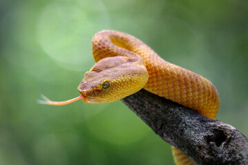 yellow viper on tree