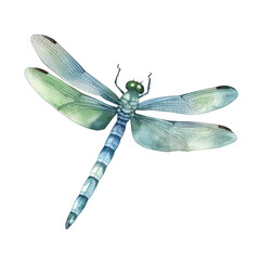 dragonfly watercolor, beautiful dragon fly - obrazy, fototapety, plakaty