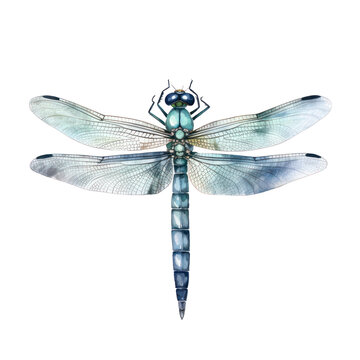 dragonfly watercolor, beautiful dragon fly