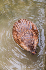 Wild animal Muskrat, Ondatra zibethicuseats, eats on the river bank