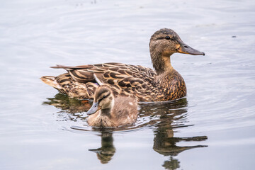 Fototapeta premium A family of ducks, a duck and its little ducklings are swimming in the water. The duck takes care of its newborn ducklings. Mallard, lat. Anas platyrhynchos
