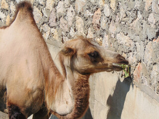 Bactrian camel at the zoo. During summer