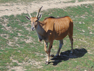 Naklejka na ściany i meble Eland antelope. Taurotragus oryx. During the summer