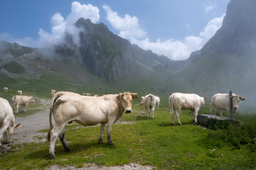 Bovins des Pyr&eacute;n&eacute;es en p&acirc;turage d'estive