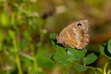 Fototapeta premium brown butterfly on green leaf, Dryad, Minois dryas