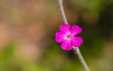 Silene coronaria (rose campion) flowers closeup