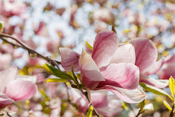 beautiful magnolia bloom against the blue sky