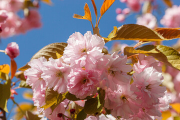 sakura blossom, sakura branches against the blue sky close-up