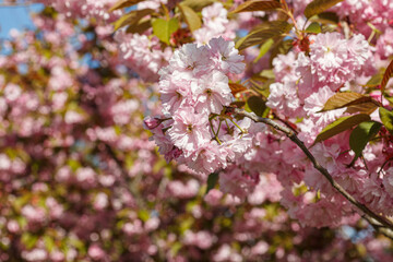 sakura blossom, sakura branches against the blue sky close-up