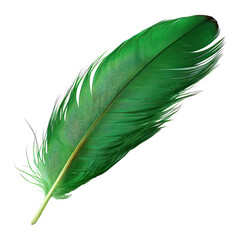 green feather isolated on transparent background cutout