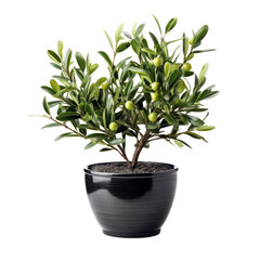 Olive tree in a pot isolated on transparent background, green foliage and trunk, PNG,