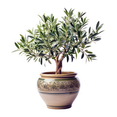 Olive tree in a pot isolated on transparent background, green foliage and trunk, PNG,