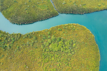 Mangrove trees in the water on a tropical island. An ecosystem