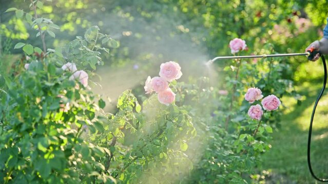 Woman gardener with backpack sprayer processing rose bushes in garden