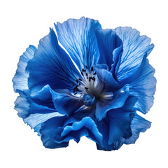 blue flower isolated on transparent background cutout © Papugrat