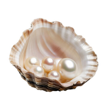 shell and pearl isolated on transparent background cutout
