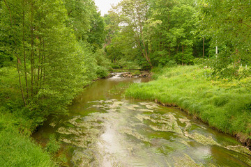 Gęsty, liściasty, zielony las. Pomiędzy drzewami płynie rzeka tocząc brązową wodę. Brzegi...