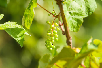 Słoneczny, letni dzień w sadzie. Gałęzie winorośli pokryte są dużymi, zielonymi liśćmi. Między liściami widać grona zielonych, niedojrzałych winogron w czasie wegeteacji. - 623723308
