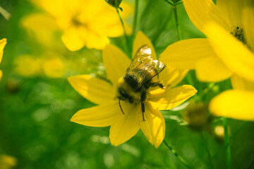 Roślina nachyłek okółkowy pokryty żółtymi kwiatami. Jest słoneczny dzień, na jednym z kwiatów widać trzmiela zbierającego pożytek, nektar i pyłek. - 623723385