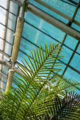 Sun light through fern leaves in tropical greenhouse, soft focus. Glass roof of glasshouse on blurred background. Green plants in botanical garden indoor. Shallow depth of field. 