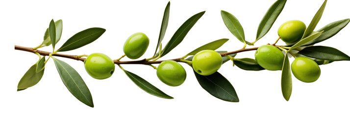 Olive tree branch, green olives and leaves isolated on transparent background, banner, PNG